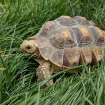 Kura Kura Sulcata Sangat Populer sebagai Hewan Peliharaan