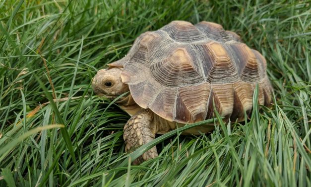 Kura Kura Sulcata Sangat Populer sebagai Hewan Peliharaan