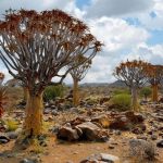 Bukan Pohon Biasa! Fakta Menarik Quiver Tree Dari Afrika Selatan