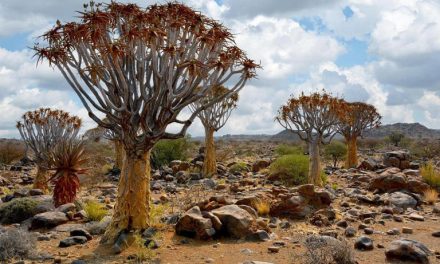 Bukan Pohon Biasa! Fakta Menarik Quiver Tree Dari Afrika Selatan