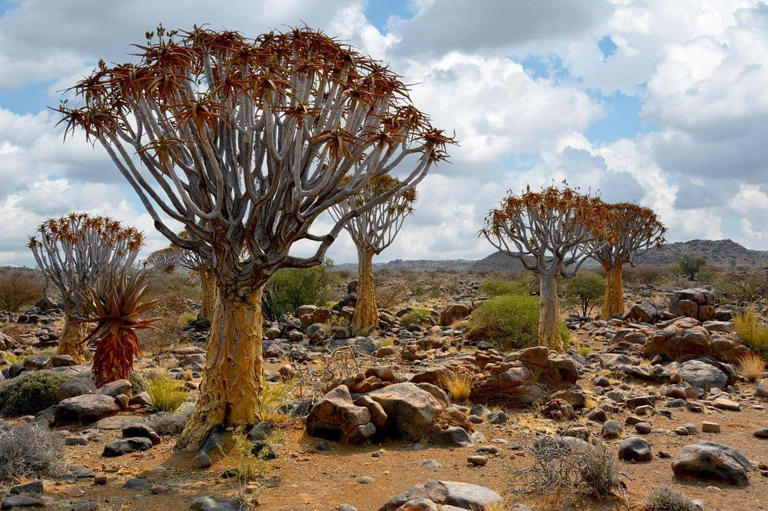 Bukan Pohon Biasa! Fakta Menarik Quiver Tree Dari Afrika Selatan