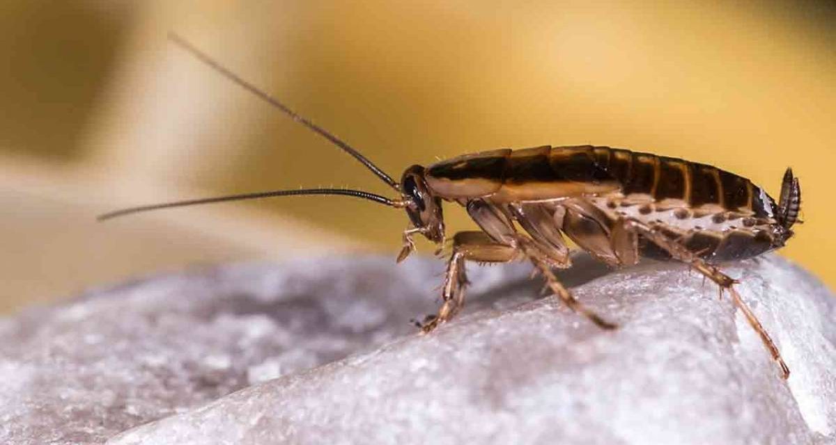 Kecoak Bisa Hidup Tanpa Kepala, Simak Fakta Unik Ini