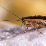 Kecoak Bisa Hidup Tanpa Kepala, Simak Fakta Unik Ini