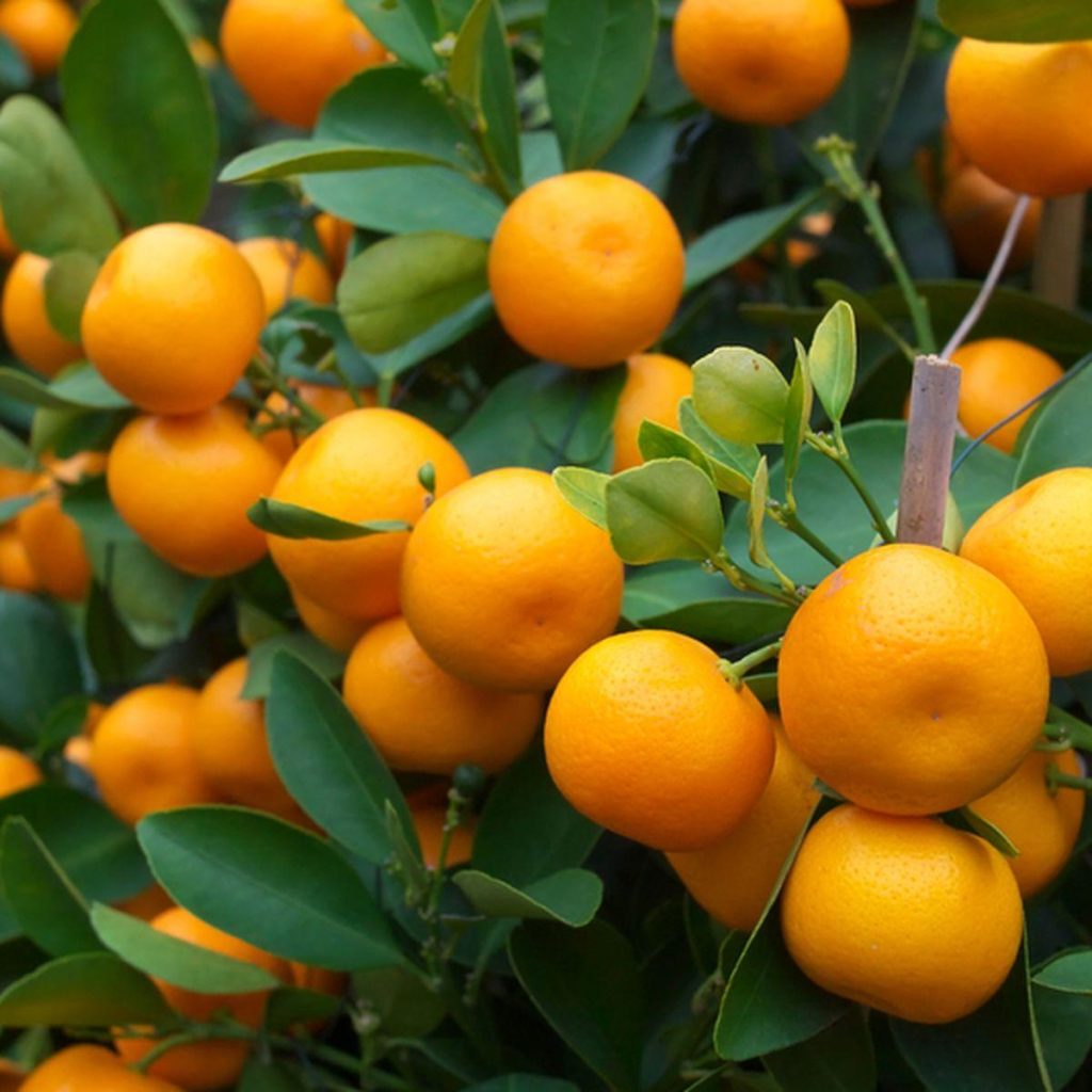 Vitamin C Melimpah! Jeruk Pilihan Alami Untuk Tubuh Lebih Sehat
