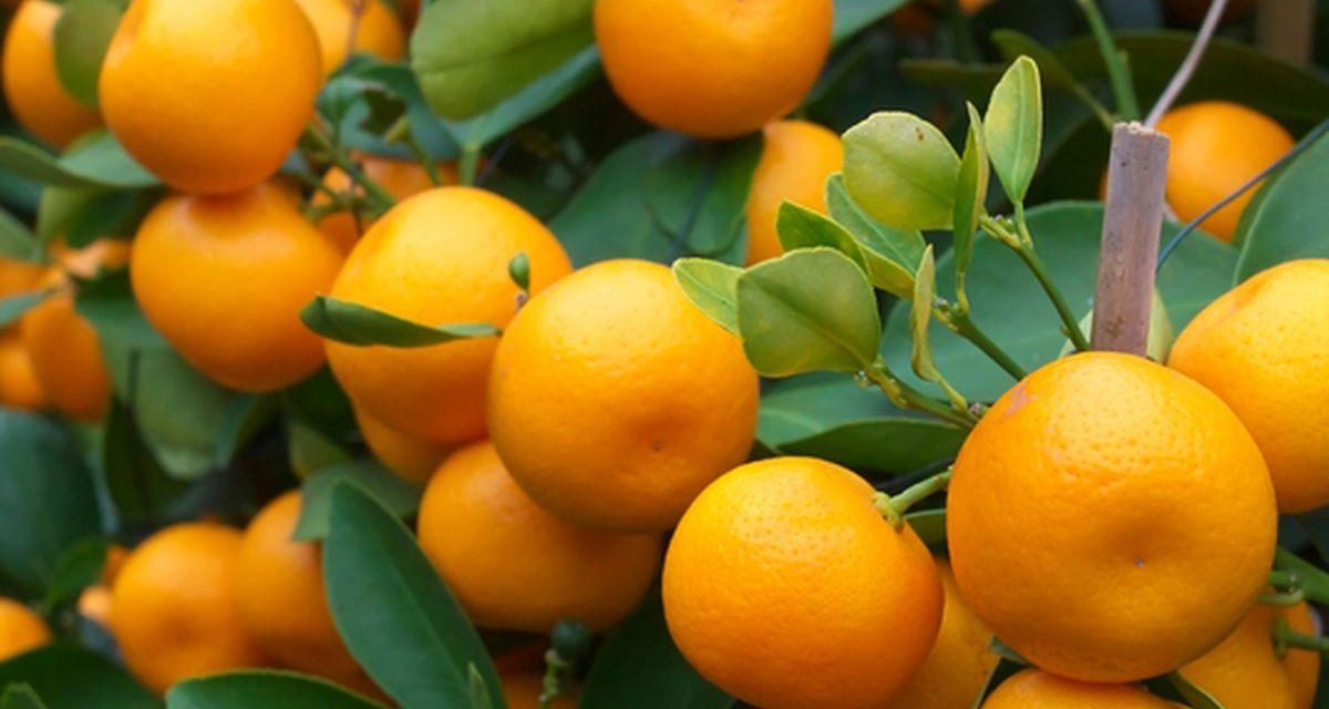 Vitamin C Melimpah! Jeruk Pilihan Alami Untuk Tubuh Lebih Sehat