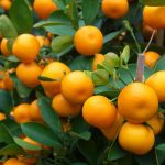 Vitamin C Melimpah! Jeruk Pilihan Alami Untuk Tubuh Lebih Sehat