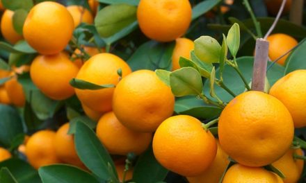 Vitamin C Melimpah! Jeruk Pilihan Alami Untuk Tubuh Lebih Sehat