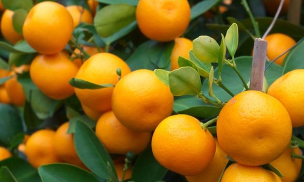 Vitamin C Melimpah! Jeruk Pilihan Alami Untuk Tubuh Lebih Sehat
