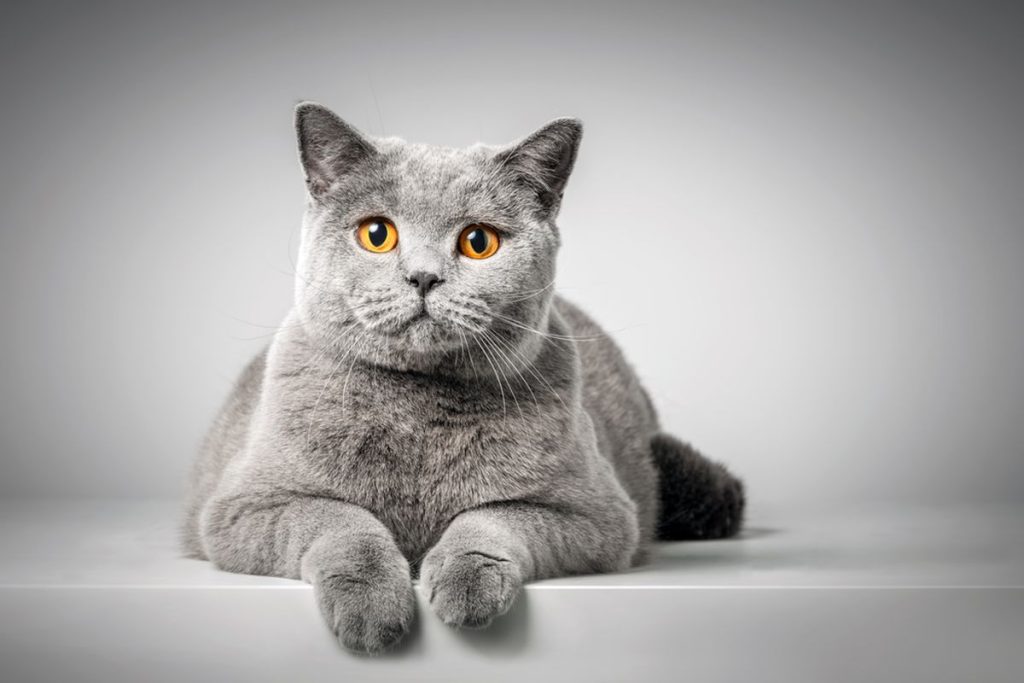 Kucing BSH
