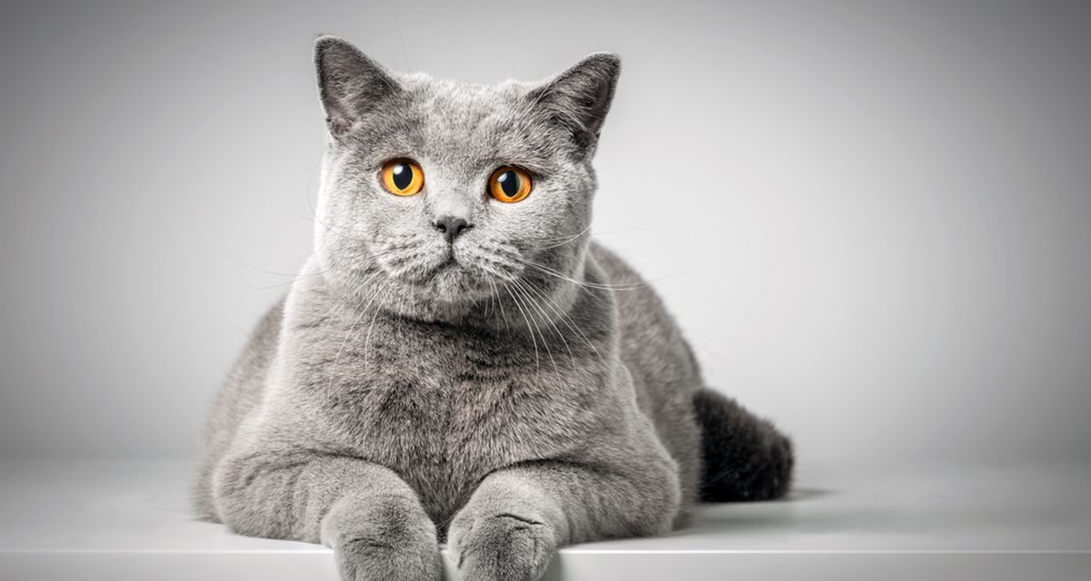 Kucing BSH, Ciri-Ciri, Karakter Dan Cara Merawat British Shorthair