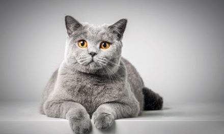 Kucing BSH, Ciri-Ciri, Karakter Dan Cara Merawat British Shorthair