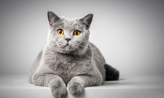 Kucing BSH, Ciri-Ciri, Karakter Dan Cara Merawat British Shorthair